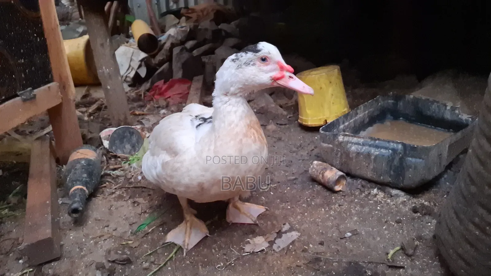 Modern Moscovy Ducks