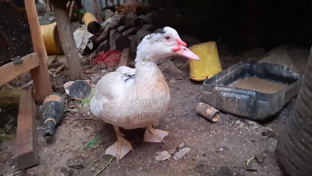 Modern Moscovy Ducks - thumbnail 3