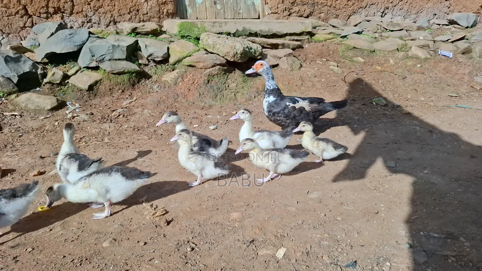 Modern Moscovy Ducks