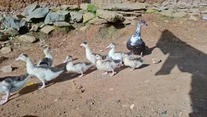 Modern Moscovy Ducks