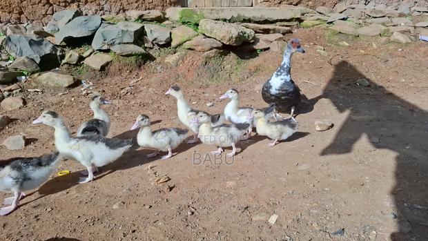 Modern Moscovy Ducks - thumbnail 5