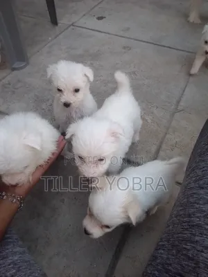 1-3 months Male Mixed Breed Japanese Spitz
