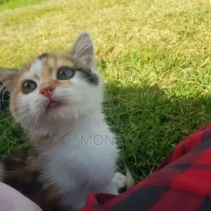 3-6 months Male Purebred American Shorthair
