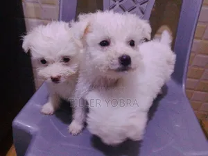 1-3 months Male Mixed Breed Japanese Spitz