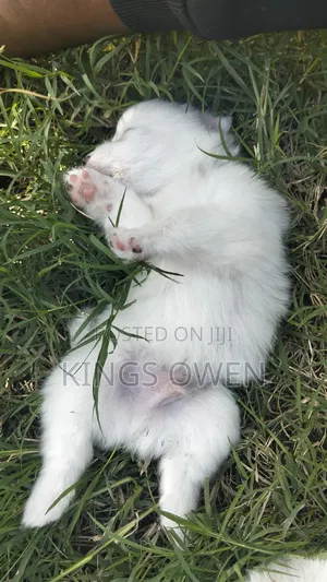 1-3 months Female Purebred Maltese
