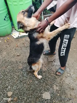 1+ year Female Purebred German Shepherd