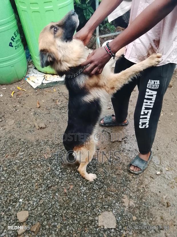 1+ year Female Purebred German Shepherd