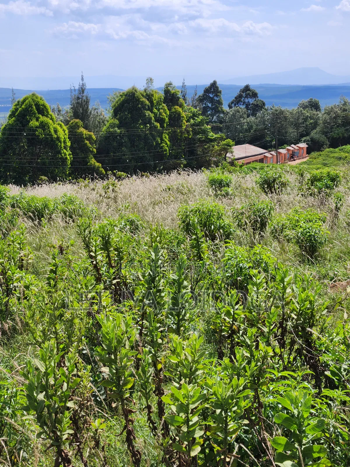 3.8 Acres Ngong-Kibiko (Baboon Crescent)