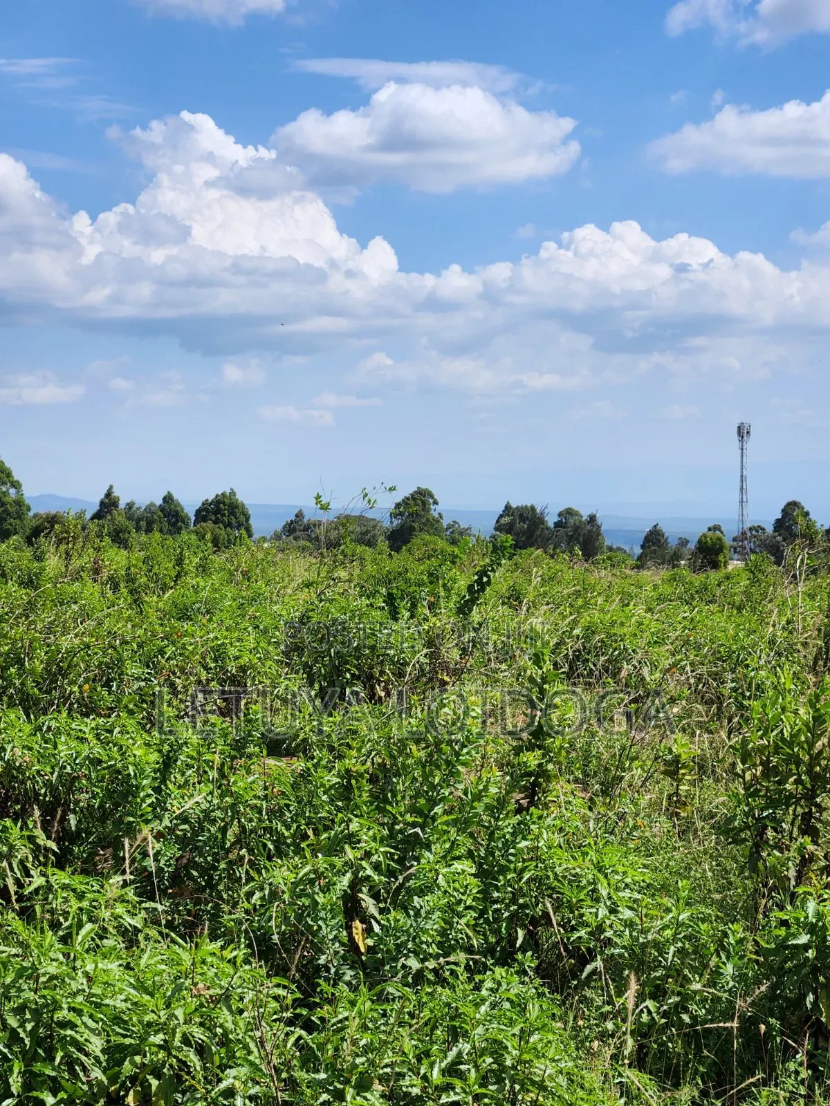 3.8 Acres Ngong-Kibiko (Baboon Crescent)
