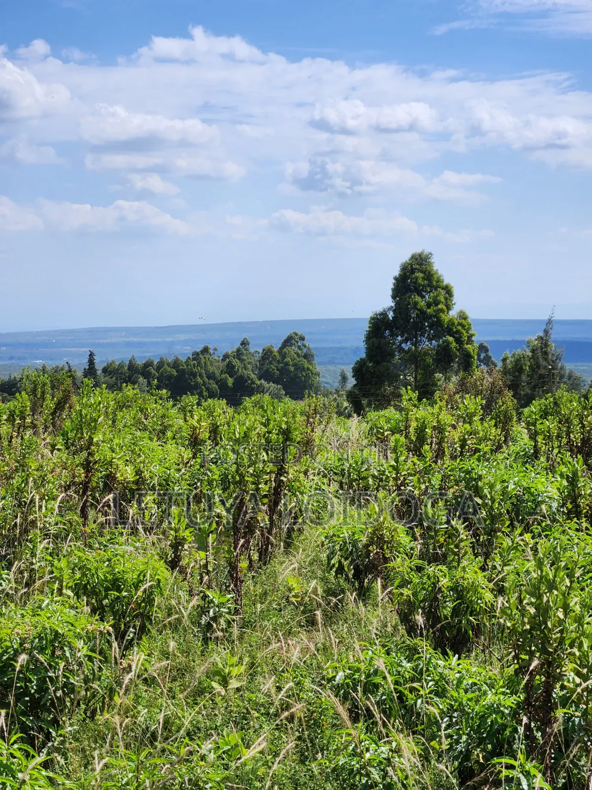 3.8 Acres Ngong-Kibiko (Baboon Crescent)