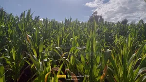1.8acres Gachami Othaya Nyeri.