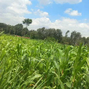 Prime Plot for Sale in Ruaka