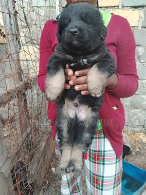 1-3 months Male Purebred German Shepherd
