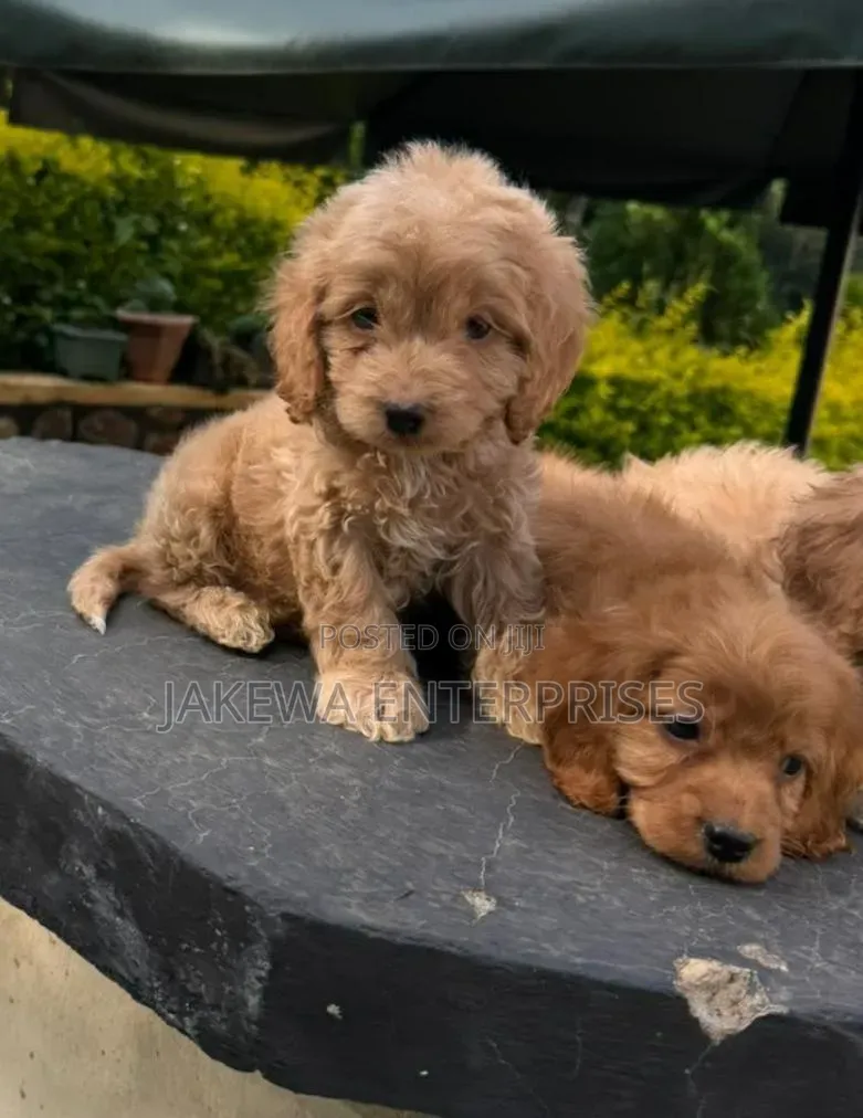 1-3 months Male Purebred Cockapoo