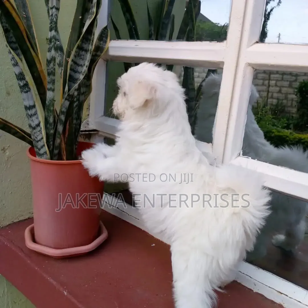 1-3 months Male Purebred Havanese