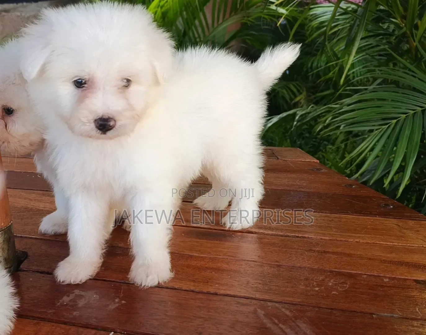 1-3 months Female Purebred Havanese