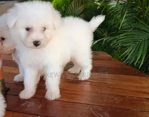1-3 months Female Purebred Havanese