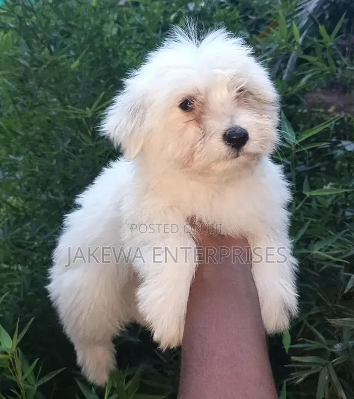 1-3 months Female Purebred Havanese
