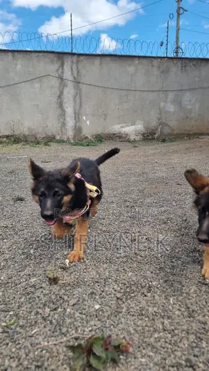 1-3 months Male Purebred German Shepherd
