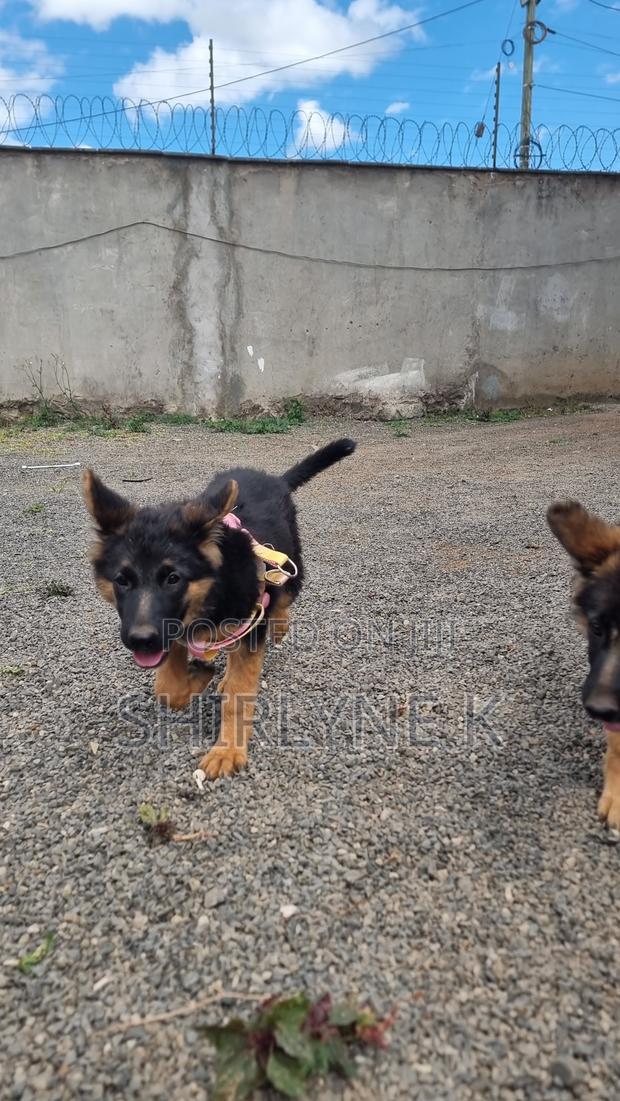 1-3 months Male Purebred German Shepherd - main view