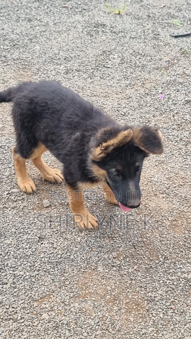 1-3 months Male Purebred German Shepherd - thumbnail 3