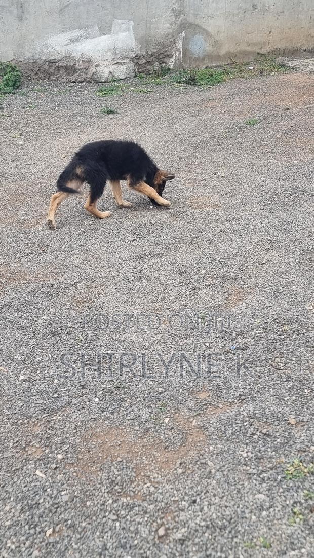 1-3 months Male Purebred German Shepherd - thumbnail 4