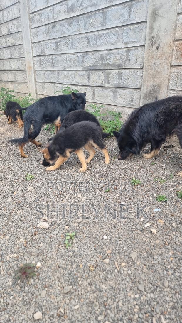 1-3 months Male Purebred German Shepherd - thumbnail 7