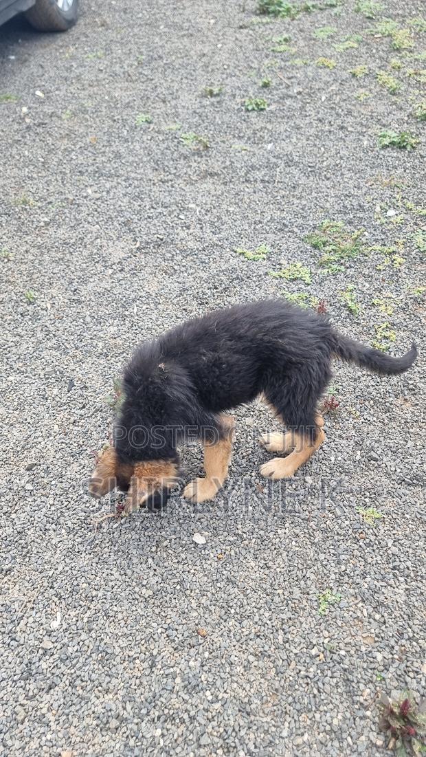 1-3 months Male Purebred German Shepherd - thumbnail 8