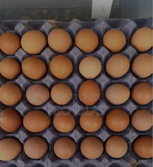 Pullet Eggs