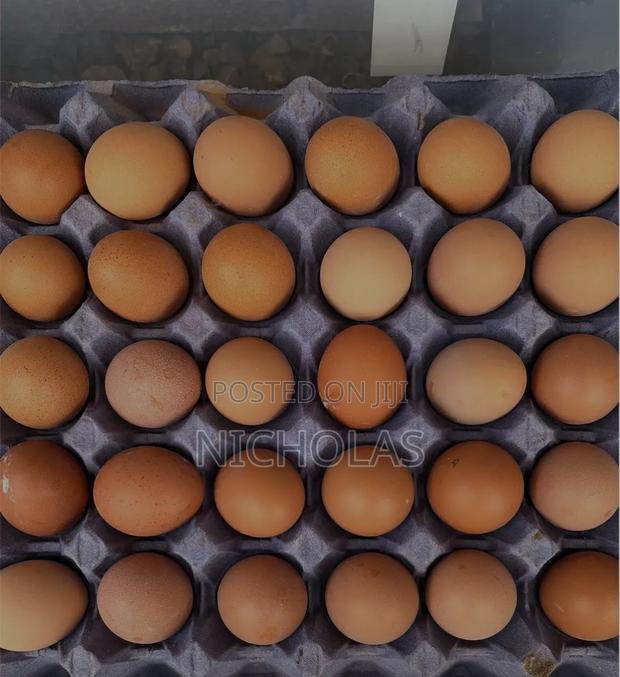 Pullet Eggs - thumbnail 2