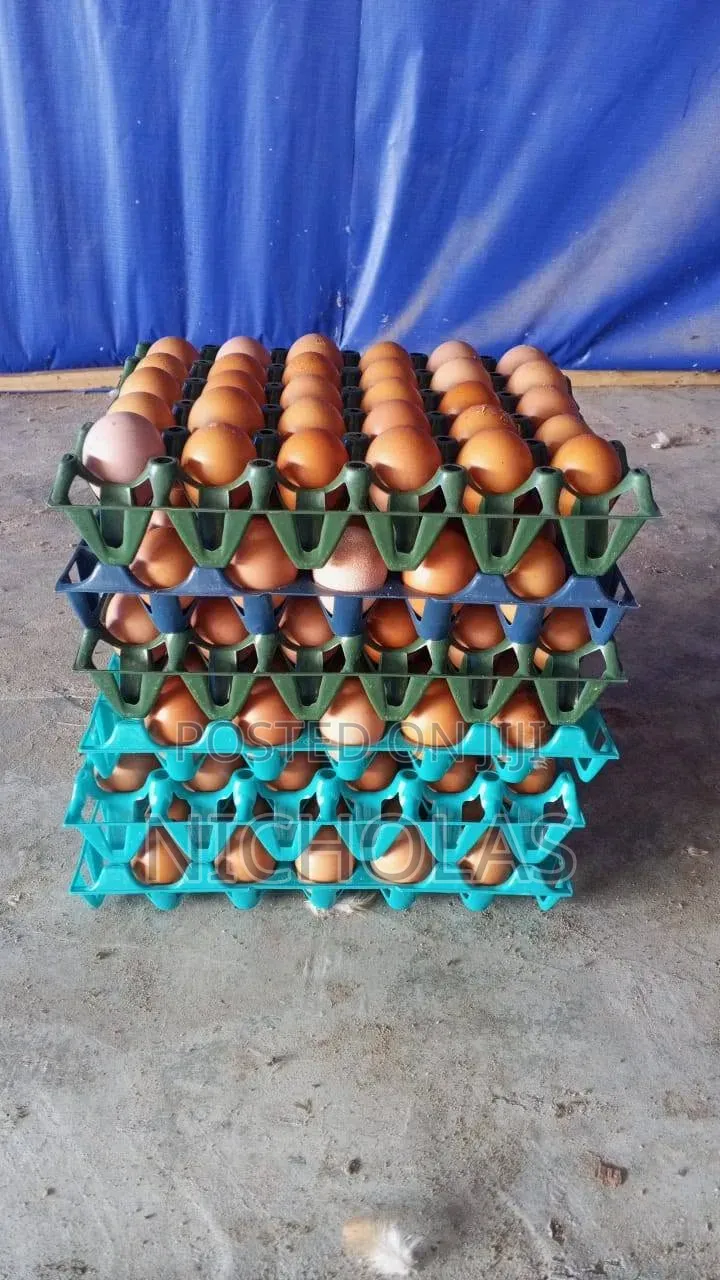 Pullet Eggs