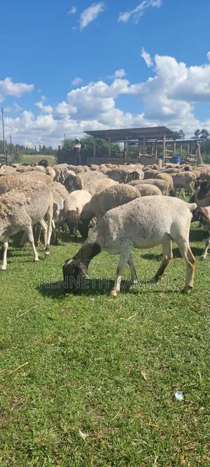 Fully Weaned Dorper Ewes