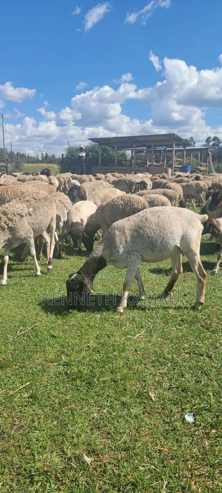 Fully Weaned Dorper Ewes