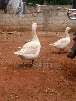 Pair of Goose /Geese Around Meru Makutano