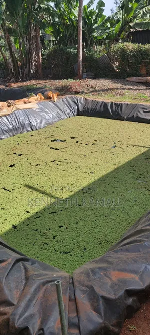 Azolla and Duckweed