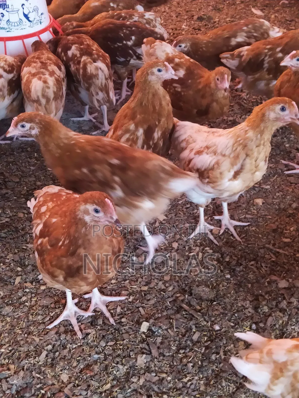 Commercial Layers Contract Farming From Day Old To Point Of Lay
