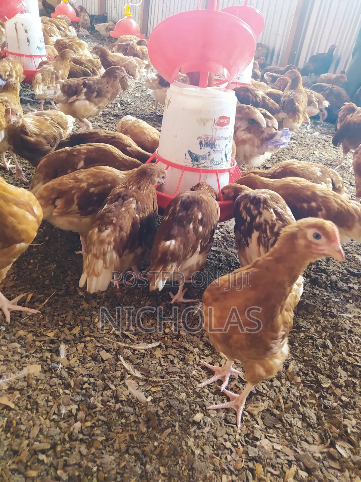 Commercial Layers Contract Farming From Day Old To Point Of Lay