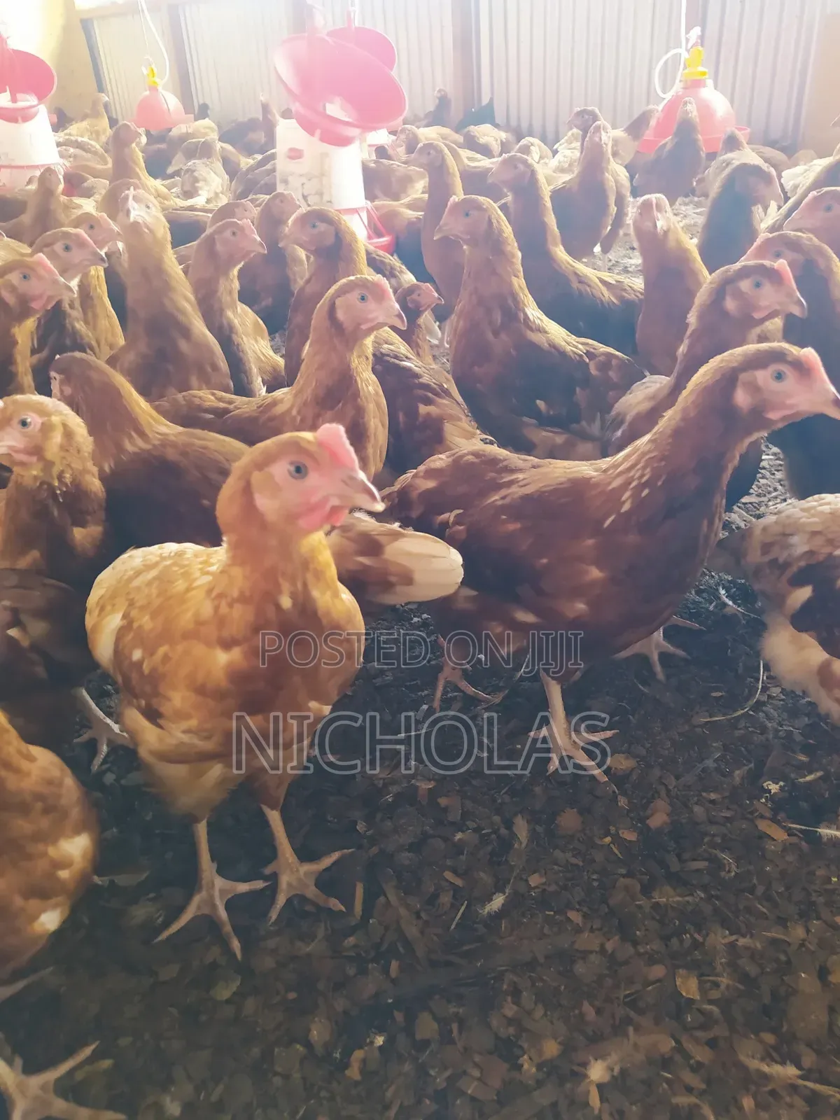 Commercial Layers Contract Farming From Day Old To Point Of Lay