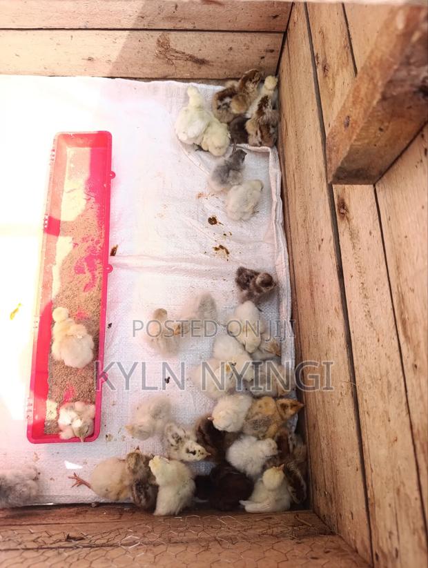 Ornamental Birds Chicks