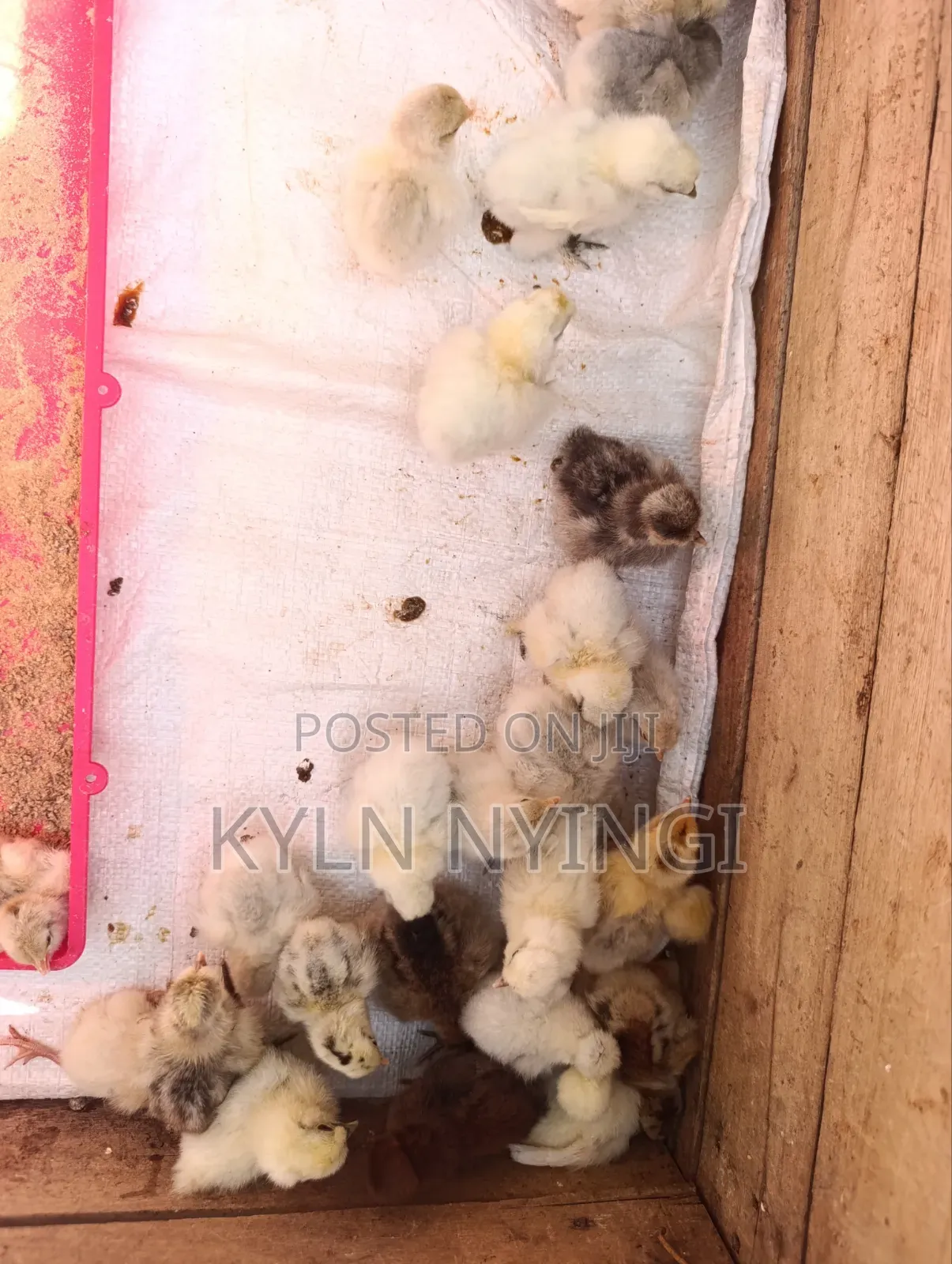 Ornamental Birds Chicks