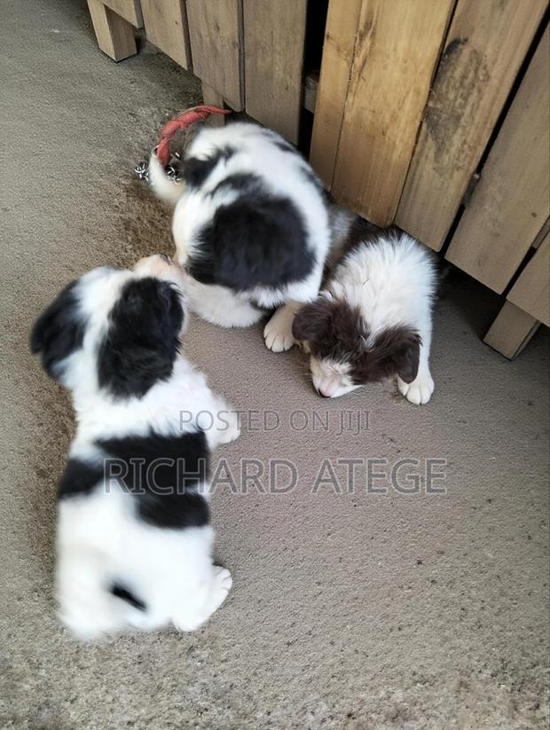 3-6 months Female Mixed Breed Siberian Husky