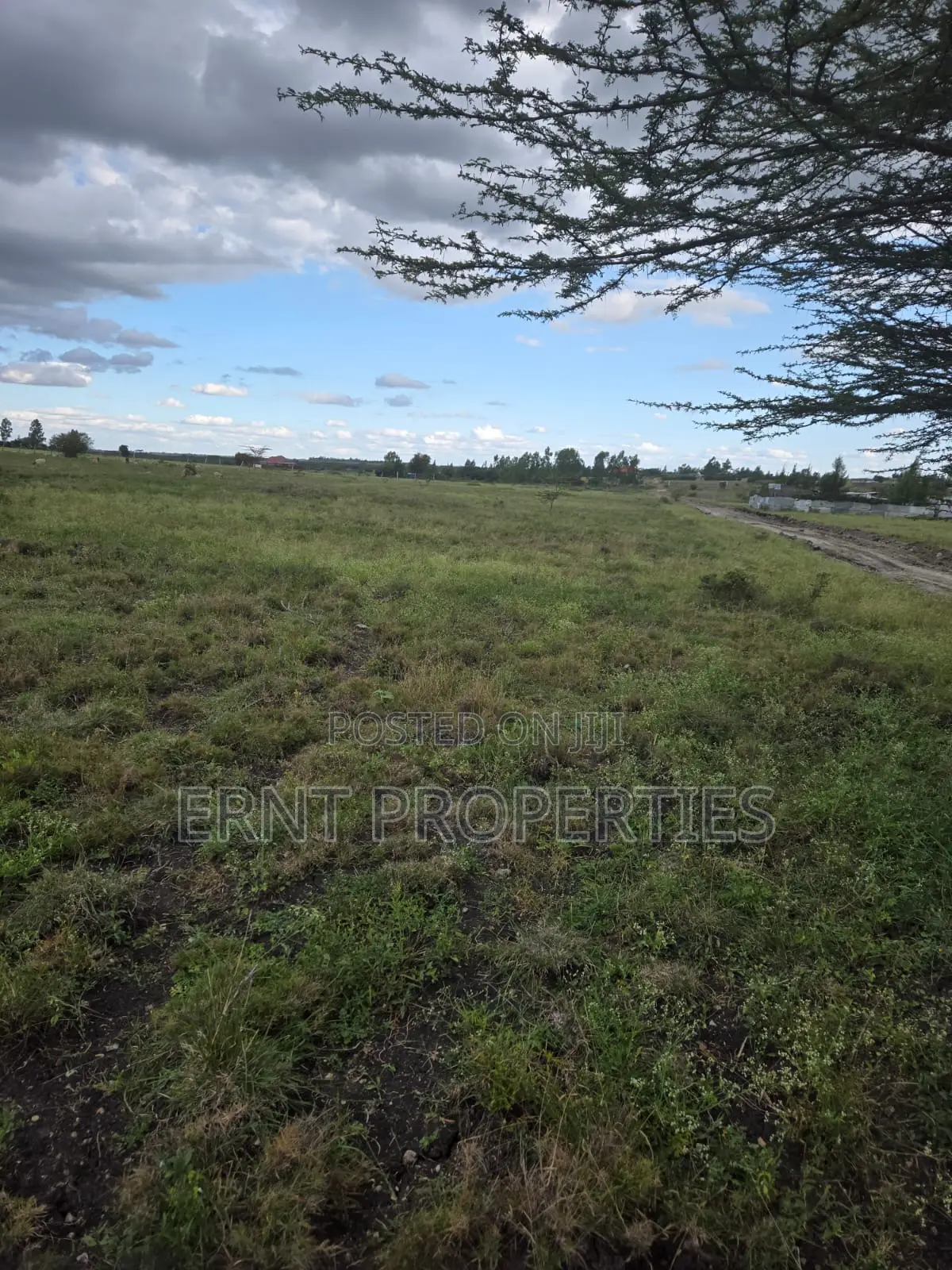 Quick Sale Alert. Two Adjacent 50x100 Plots at Oloika