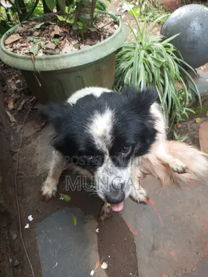1+ year Female Purebred Japanese Spitz