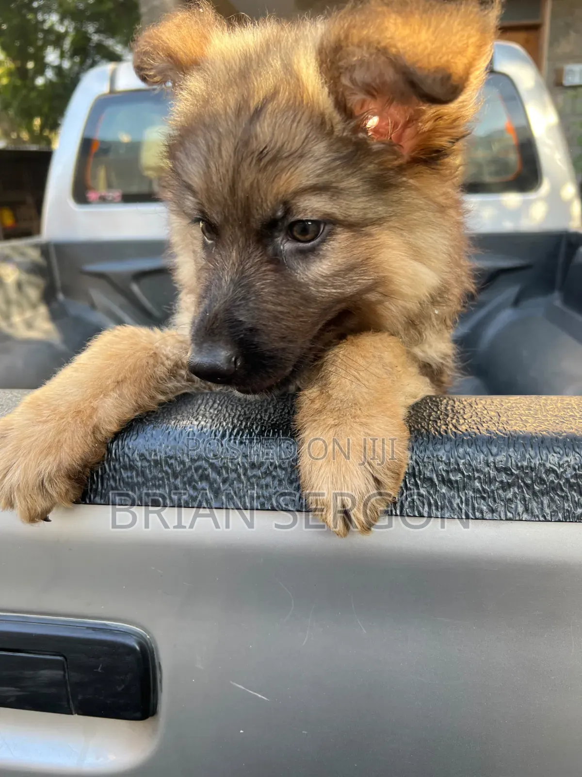 1-3 months Female Purebred German Shepherd