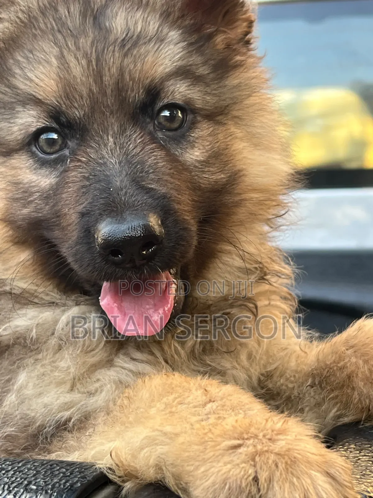 1-3 months Female Purebred German Shepherd