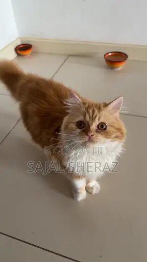 6-12 months Female Purebred Persian