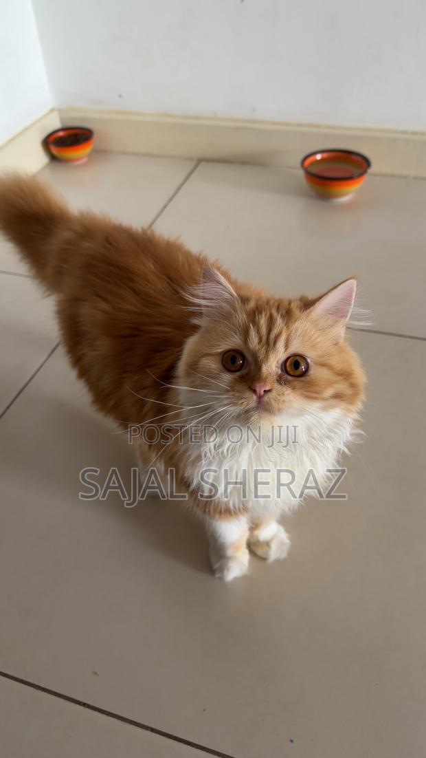 6-12 months Female Purebred Persian