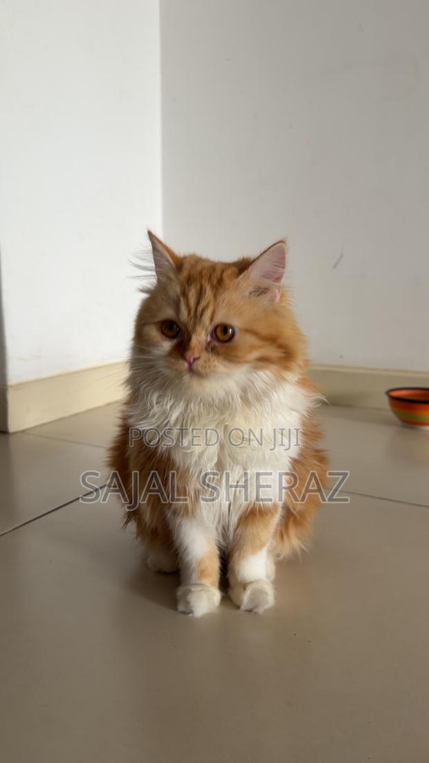 6-12 months Female Purebred Persian - thumbnail 2