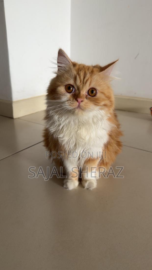 6-12 months Female Purebred Persian - thumbnail 3
