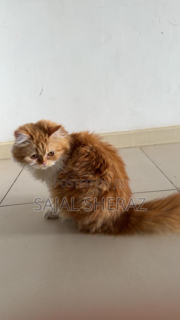 6-12 months Female Purebred Persian - thumbnail 4